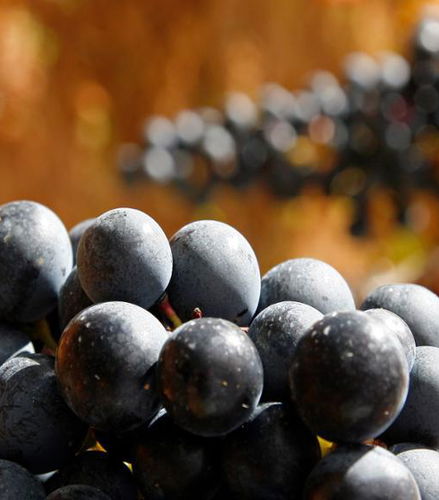 Foto de Tour privado: Vehículo y chófer a disposición en la región vitivinícola de La Rioja desde Vitoria